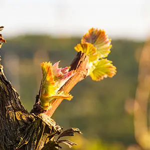 iage-france-viti-viniculture-vine-spring-1