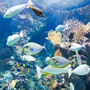 iage-france-oceanology-marine-environment-1